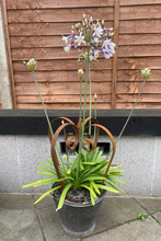 Load image into Gallery viewer, Rustic garden crown sat in a plant pot with flowers growing inside