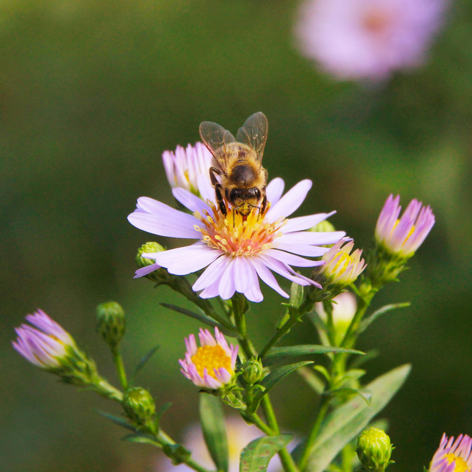Wildflowers are back, but what's the buzz all about?